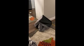 Magic Word Brings Puppies to Bed