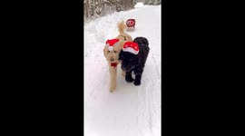 Cat Is Escorted Via Sleigh Driven By Two Dogs