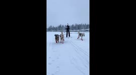 Dogs Take Woman Skiing