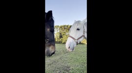 Horses Have a Noisy Introduction