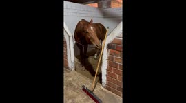 Funny Horse Wants to Get to Work