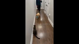 Golden Retriever Puppy Wants Kitty to Play