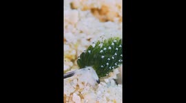 A Close-Up Look at a Tiny Sea Slug