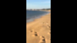CJ The Surfing Staffy