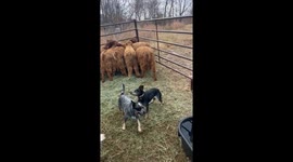Working Dogs Load Cattle Onto Trailer