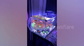 Water splashes out of fish tanks during earthquake in China