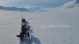 Sled Dogs Glide Through Snowy Splendor in Alaska, USA