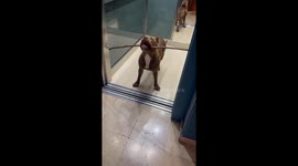 Elevator mishap: dog's hilarious struggle with oversized stick in Lardero, Spain
