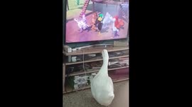 Curious duck entranced by TV show of farmyard animals