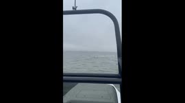Unexpected wildlife encounter: deer takes a swim in Baffin Bay, Corpus Christi, Texas