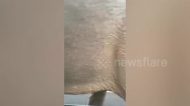 Terrifying moment wild elephant shoves family's car in Thailand