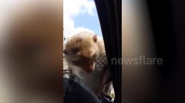 Two monkeys peer through slightly opened car window with tourists
