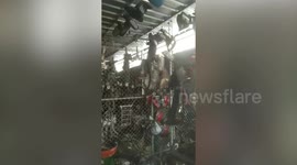 Monitor lizard tries to escape motorcycle repair shop by climbing fence