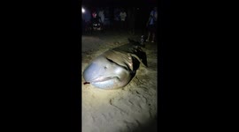 Huge sea creature washes up on beach in the Philippines