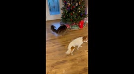 Mischievous Maine Coon meow-rvelously chases his own tail after messy antics go wrong