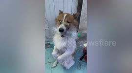 Thai Bangkaew dog shows off plastic bottle balancing trick