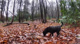 Dog missing for more than SIX YEARS found alive and well living in woods