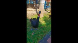 The goose threatened and attacked the man when he wanted to get close to take a photo of it
