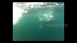 Watch the moment a humpback whale nearly crushes a diver