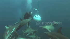 Diver surrounded as she hand-feeds blacktip sharks in southern Africa