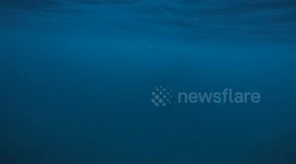 Remarkable moment freediver in Norway encounters huge pod of wild orcas
