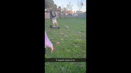 Pint-sized doggo's tremendous excitement to reunite with owner has hilarious consequence