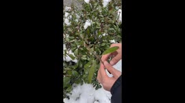 Crafting Tutorial of Lifelike Flower made from Snow Goes Viral in China