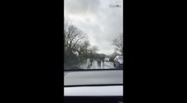 Herd of donkey hilariously stops to greet the woman sitting inside her car