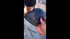 Bizarre fish with sharp blood-red teeth baffles Chinese fishermen