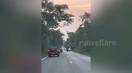 Elephant stops cars and steals fruits from pickup truck's back