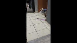 Pup Pulls Kitty Friend Along