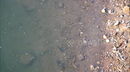 Yangtze River Wild Fish in Yichang, China