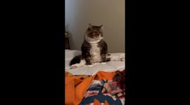 Cat Strikes a Sultry Pose