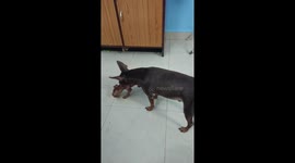 Coco, a 3yrs old male Miniature Pinscher and Cookie, a 2 months old female Miniature Pinscher playing together