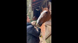 Little Dog Startles Big Horse