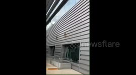 Playful monkeys traverse airport walls in China