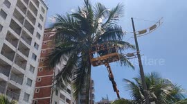 Prefeitura de Praia Grande faz limpeza e podas de coqueiros