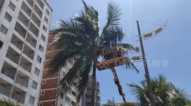 Prefeitura de Praia Grande faz limpeza e podas de coqueiros na praia