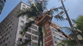 Prefeitura de Praia Grande faz limpeza e podas de coqueiros