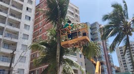 Prefeitura de Praia Grande faz limpeza e podas de coqueiros
