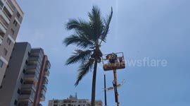 Prefeitura de Praia Grande faz limpeza e podas de coqueiros na praia