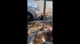 Leash Training My Kitten Gone Wrong