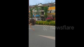 Motorists bemused as ostrich darts past them on busy road in China