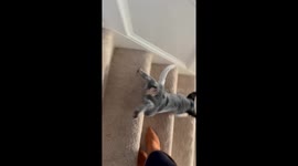 This Puppy Is Still Getting Used to Stairs