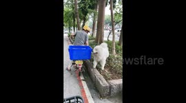 A Samoy getting a ride by sitting in a Electric Bike Basket in Dongguan, China