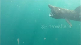 Underwater Encounter With a Basking Shark