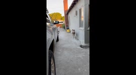 Hide and Seek Husky