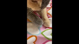 Chimera Kitty With a Two-Toned Face