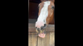 Horse Does a Big Yawn