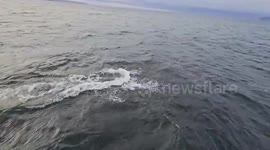 Dolphins Join RNLI Lifeboat Crew During Training in UK